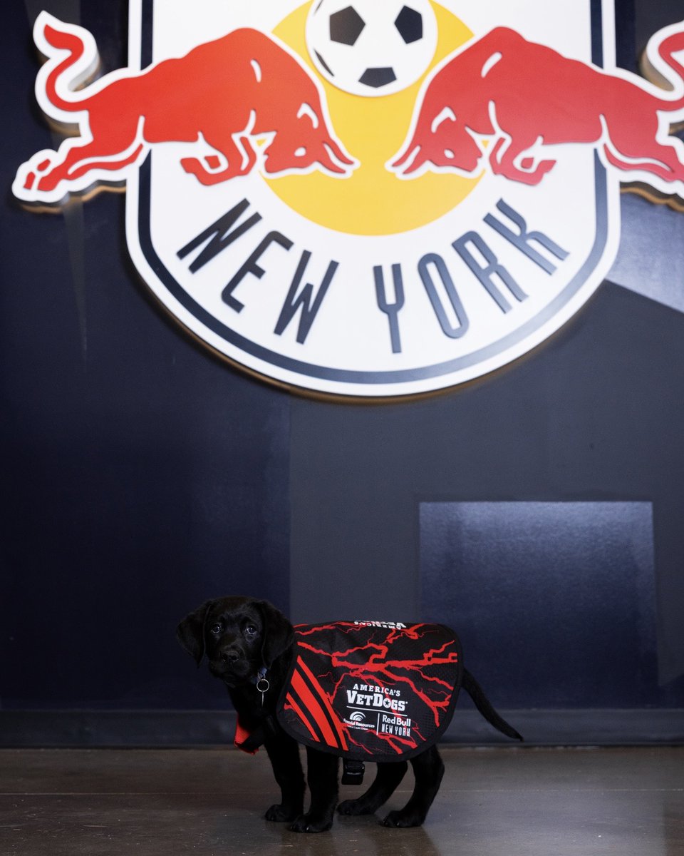 NewYorkRedBulls's tweet photo. Welcome our newest member to the squad, Harrison!

Learn more about our partnership with FRFCU and @AmericasVetDogs: https://t.co/xRWoGJz4H7 https://t.co/TeAWiqvuPB
