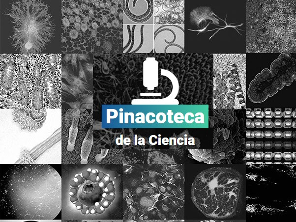 SEBBM_es's tweet photo. 🖼️ ¡Vota la Mejor Imagen Científica del Año de la #Pinacoteca de la Ciencia!
Hasta el 15 de agosto puedes elegir tus favoritas entre todas las publicadas entre julio de 2025 y junio de 2026.
La imagen ganadora recibirá el premio de @HawkBiosystems
🔗 https://t.co/lYLeWWaNjM https://t.co/pdka3gpc0q