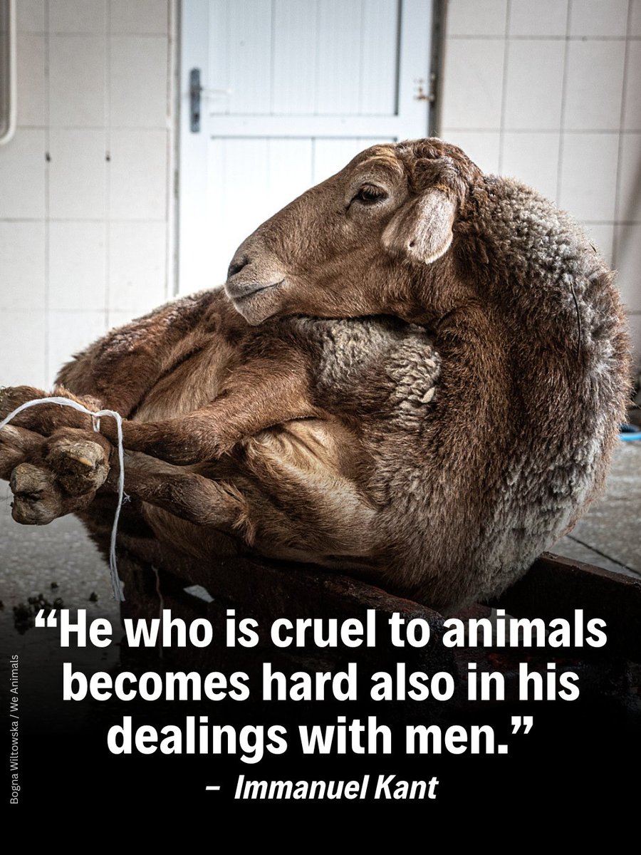 teamveganfta's tweet photo. The way we treat animals says everything about us. 💔

Our choices shape the kind of world we create. Choose kindness. Choose justice. Choose vegan. 🌱🐑

👉 Ready to align your choices with your values? Get started here: https://t.co/0edZHsUsp8 💚

📸 wiltoska (IG) | @WeAnimals 

#philosophy #philosopher #philosophyquotes