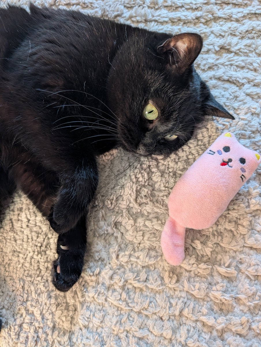PanfurCleo's tweet photo. Many thanks to everyone for your love and support! 🙀😸😻
So blessed! 
Much love ❤️ 
Cleo and Maman https://t.co/Ok0oCmvfLg