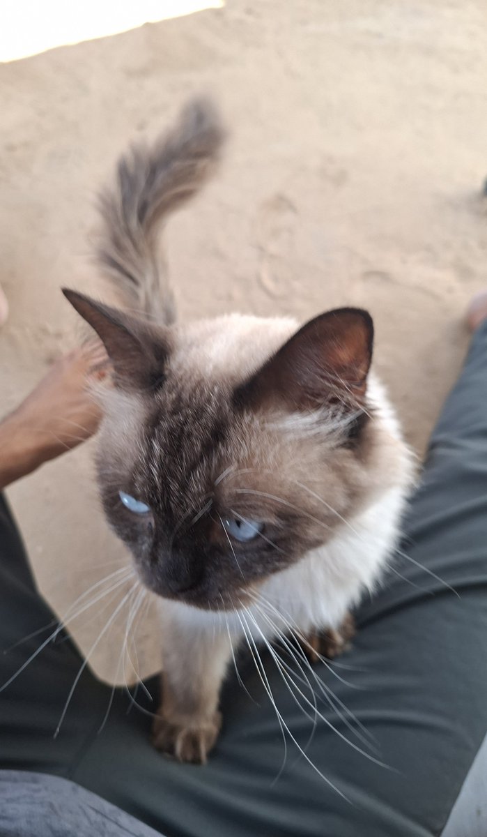 MustafaAmeen30's tweet photo. Misho woke up this morning as usual, approaching me with a weak meow, waiting for his breakfast... but this time I had nothing to offer him.

Since morning, I've felt helpless and want to cry. I'm afraid he'll get weaker, that hunger will weaken his little body.

Please, don't leave Misho to face this alone. 💔
https://t.co/OuqodU4HRw