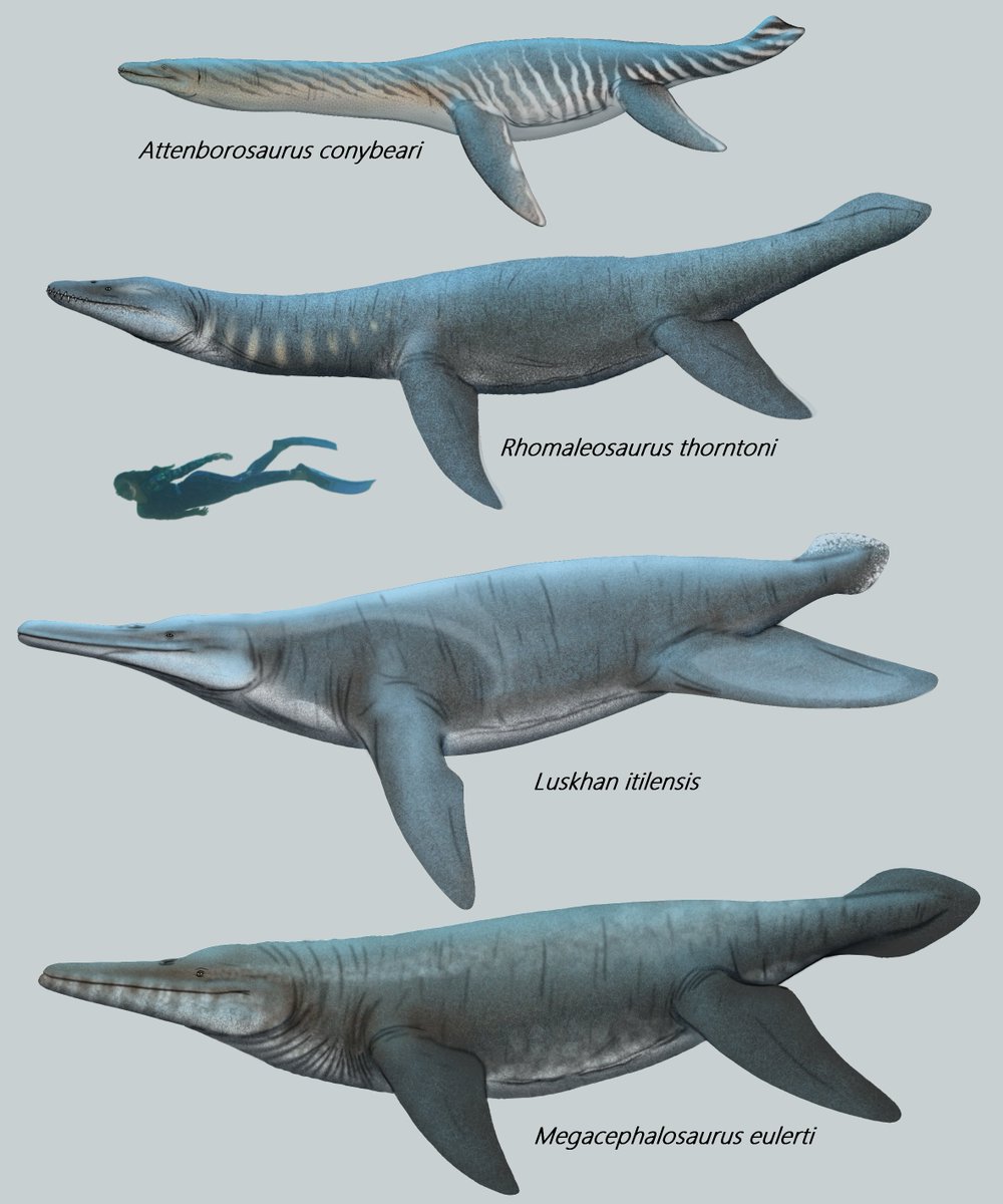 Cindy_Joli's tweet photo. Not all Pliosauroids are short neck big-headed chompers.

#paleoart #illustration #sizecomparison #marinereptiles #pliosauroid https://t.co/YEGFu0ljXb