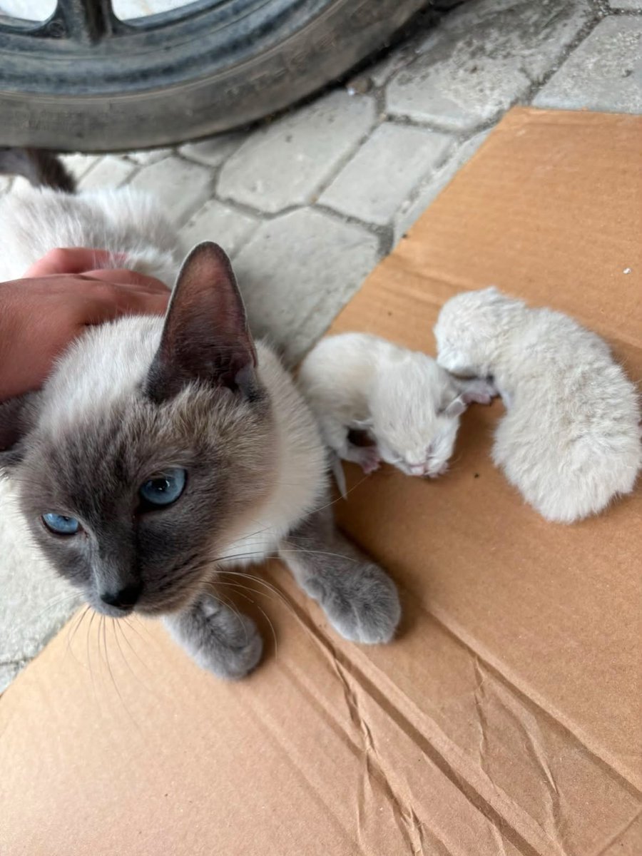 patiarkadas's tweet photo. Siyam (Siamese) Kedisi tahmini 6-8 aylık kendiside yavru bir kedi ,iki tanede kulakları kısa yavrusu var.Ev kedisi olduğu kesin birisi bırakmış. Canik/Samsun

İnstagram @samsungillersahiplendirme https://t.co/XTaIFdzwW7
