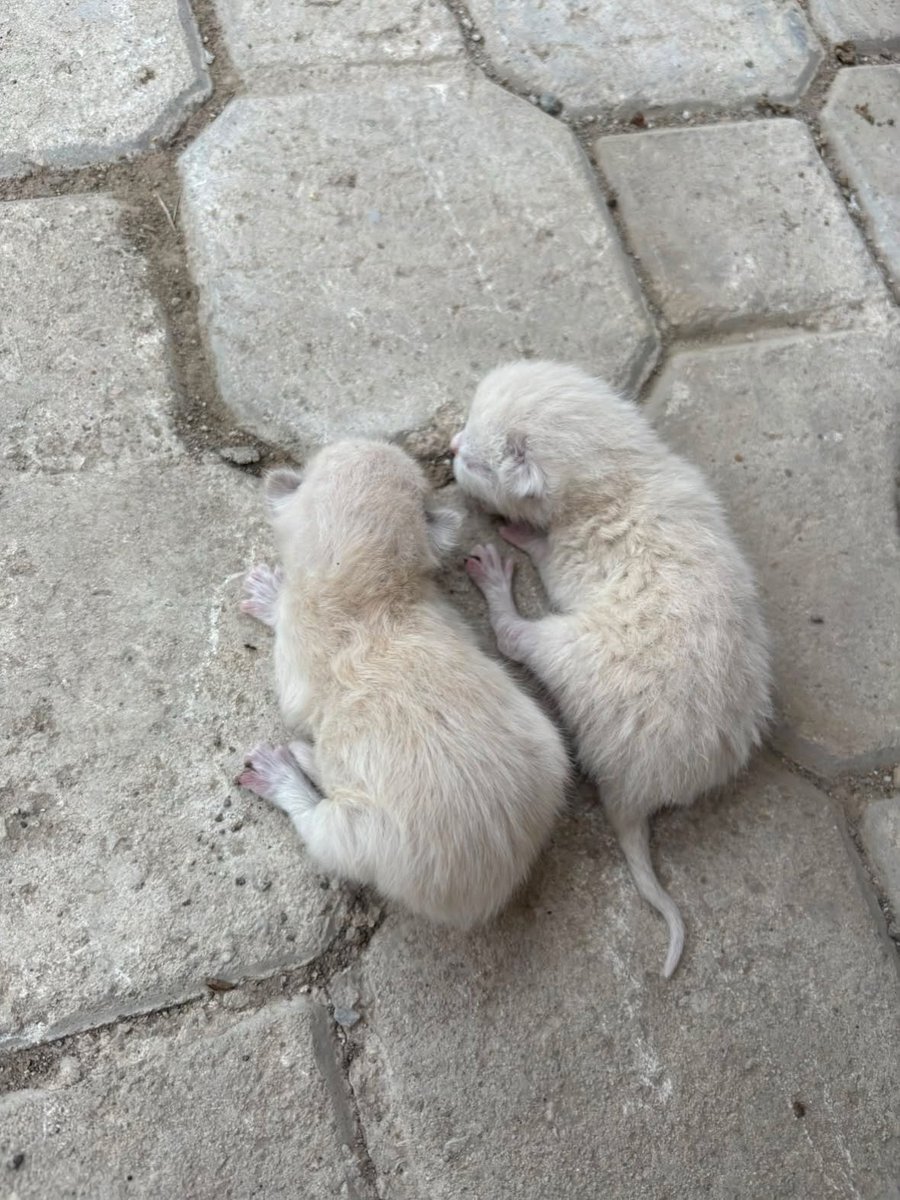 patiarkadas's tweet photo. Siyam (Siamese) Kedisi tahmini 6-8 aylık kendiside yavru bir kedi ,iki tanede kulakları kısa yavrusu var.Ev kedisi olduğu kesin birisi bırakmış. Canik/Samsun

İnstagram @samsungillersahiplendirme https://t.co/XTaIFdzwW7