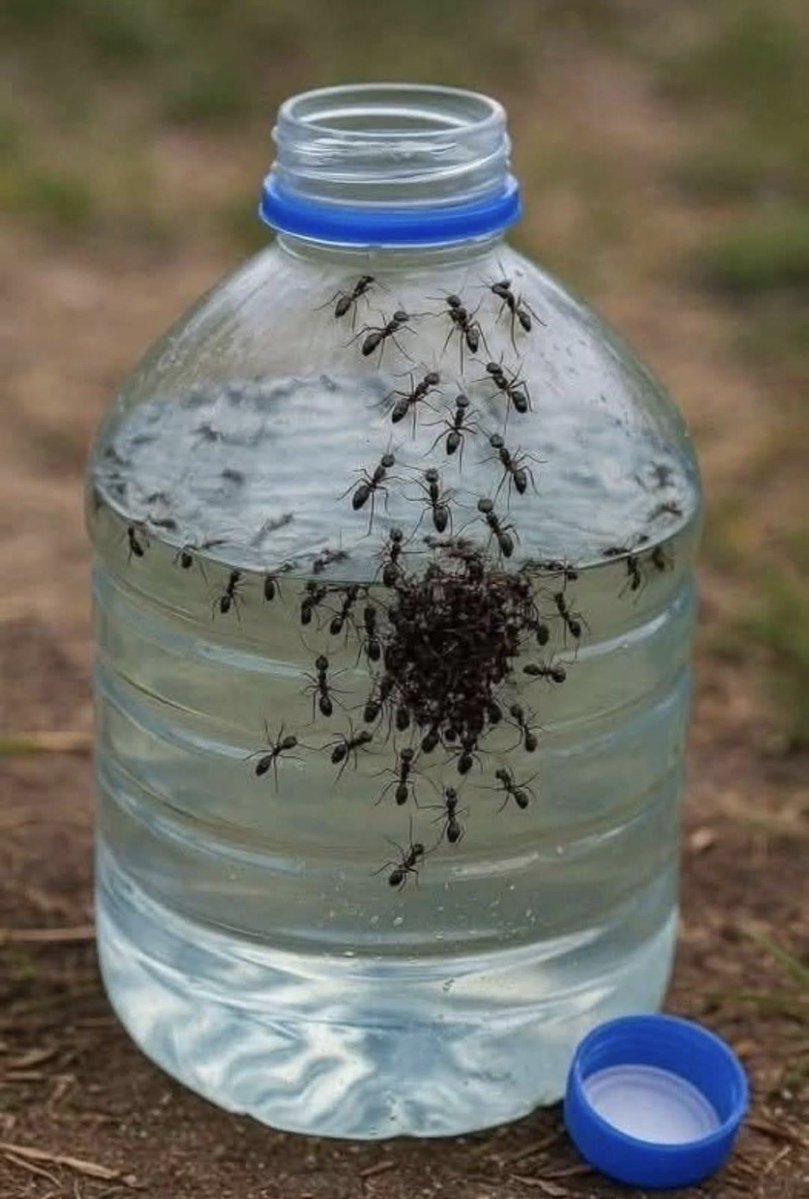 Gabriel_Cas_Cer's tweet photo. Una historia sorprendente:

Un día, al despertarme temprano por la mañana, en plena naturaleza, me di cuenta de algo sorprendente. Varias decenas de hormigas habían caído en una botella de agua de cinco litros, que había quedado abierta la noche anterior. Se agitaban caóticamente en el agua transparente, como si cada una luchara por su supervivencia.
Al principio, pensé que se estaban ahogando unas a otras, intentando salvarse a costa de la muerte de las demás.
Esa idea me repugnó y me alejé, decidiendo no intervenir.
Sin embargo, al cabo de dos horas, la curiosidad pudo más. Volví a mirar la botella.
Mi sorpresa no tuvo límites: ¡las hormigas seguían vivas! Mejor aún, formaban una auténtica isla viviente, una especie de pirámide, en la que unas sostenían a las otras, manteniéndose juntas en la superficie, como una colonia unida.
Contuve la respiración y me puse a observar. Las del fondo estaban sumergidas, pero no definitivamente. Al cabo de un rato, fueron sustituidas por las de la capa superior, que bajaban voluntariamente.
Las más cansadas subían tranquilamente, sin prisas ni empujones.
Nadie intentaba salvarse primero. Al contrario, cada una parecía esforzarse por ir donde era más difícil. Este sistema coordinado de ayuda mutua me conmovió profundamente.
No pude resistirme. Encontré una cuchara lo suficientemente fina como para pasar por el cuello de la botella y la introduje con delicadeza. Al ver la salvación, las hormigas comenzaron a salir una a una, sin agitación, sin pánico.
Todo iba bien, hasta que una de ellas, debilitada, volvió a caer al agua sin poder alcanzar el borde.
Y entonces ocurrió algo que nunca olvidaré.
La última hormiga, que ya casi había salido, se dio la vuelta bruscamente. Volvió a bajar, como diciendo Aguanta hermano no te abandonaré.
Se sumergió de nuevo se aferró con fuerza a la hormiga en apuros, pero no consiguió salvarla sola.
No pude evitar intervenir acerqué la cuchara y ambas pudieron salir, vivas, juntas.
Este episodio me conmovió más que cualquier película o libro sobre la amistad y el sacrificio.
Sentí una tormenta de emociones: primero, la vergüenza de haber creído que estas hormigas eran insensibles; luego, el asombro ante su resiliencia la admiración por su disciplina y su valentía... Y, por último, una profunda vergüenza.
Vergüenza por nosotros, los humanos. Por nuestra indiferencia, por la forma en que nos perdemos unos a otros en la búsqueda de ganancias, por la escasez de aquellos que dan marcha atrás para salvar a los más débiles.
Construimos muros donde deberíamos crear puentes vivos.
Si las hormigas, esas diminutas criaturas, son capaces de tal coordinación y altruismo, ¿por qué somos tan a menudo sordos al sufrimiento de los demás?
Ese día comprendí algo esencial la verdadera fuerza reside en la unión.
Y si alguien aún no sabe cómo vivir bien que siga el ejemplo de las hormigas.