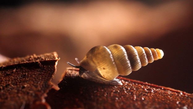 alphagalileo's tweet photo. New Snail Species Bolster Case For Protecting Montenegro's Biodiversity

https://t.co/s5vrdH8Vhk 

#news #research https://t.co/vBWUgDJRch