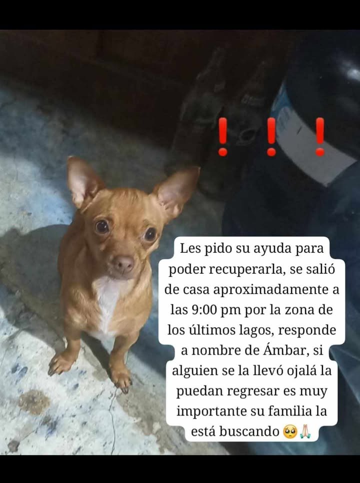 OlivaNoticiasX's tweet photo. #ServicioSocial 🐾 solicitan apoyo para localizar a Ámbar 🙏
#OlivaNoticias #Multimedios https://t.co/70WevWiuJr