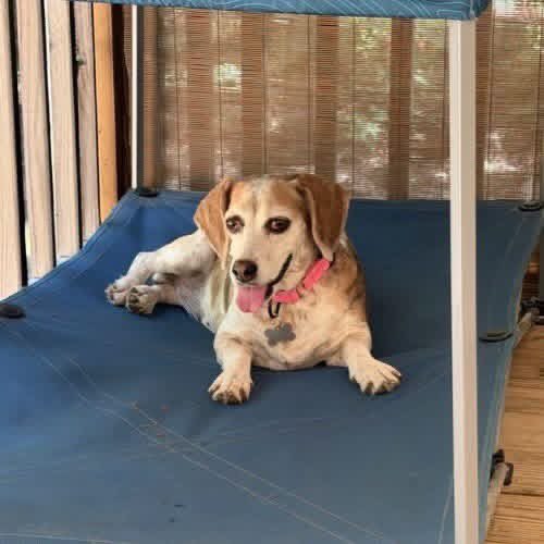 TriBeagles's tweet photo. Adoptable beagle of the day-Gracie! https://t.co/ULrcsKb83W https://t.co/uXUI7HttHB