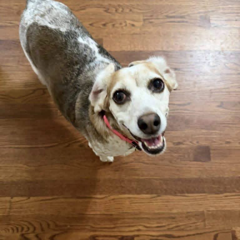 TriBeagles's tweet photo. Adoptable beagle of the day-Gracie! https://t.co/ULrcsKb83W https://t.co/uXUI7HttHB