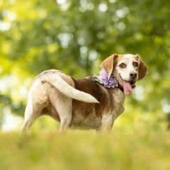 TriBeagles's tweet photo. Adoptable beagle of the day-Gracie! https://t.co/ULrcsKb83W https://t.co/uXUI7HttHB