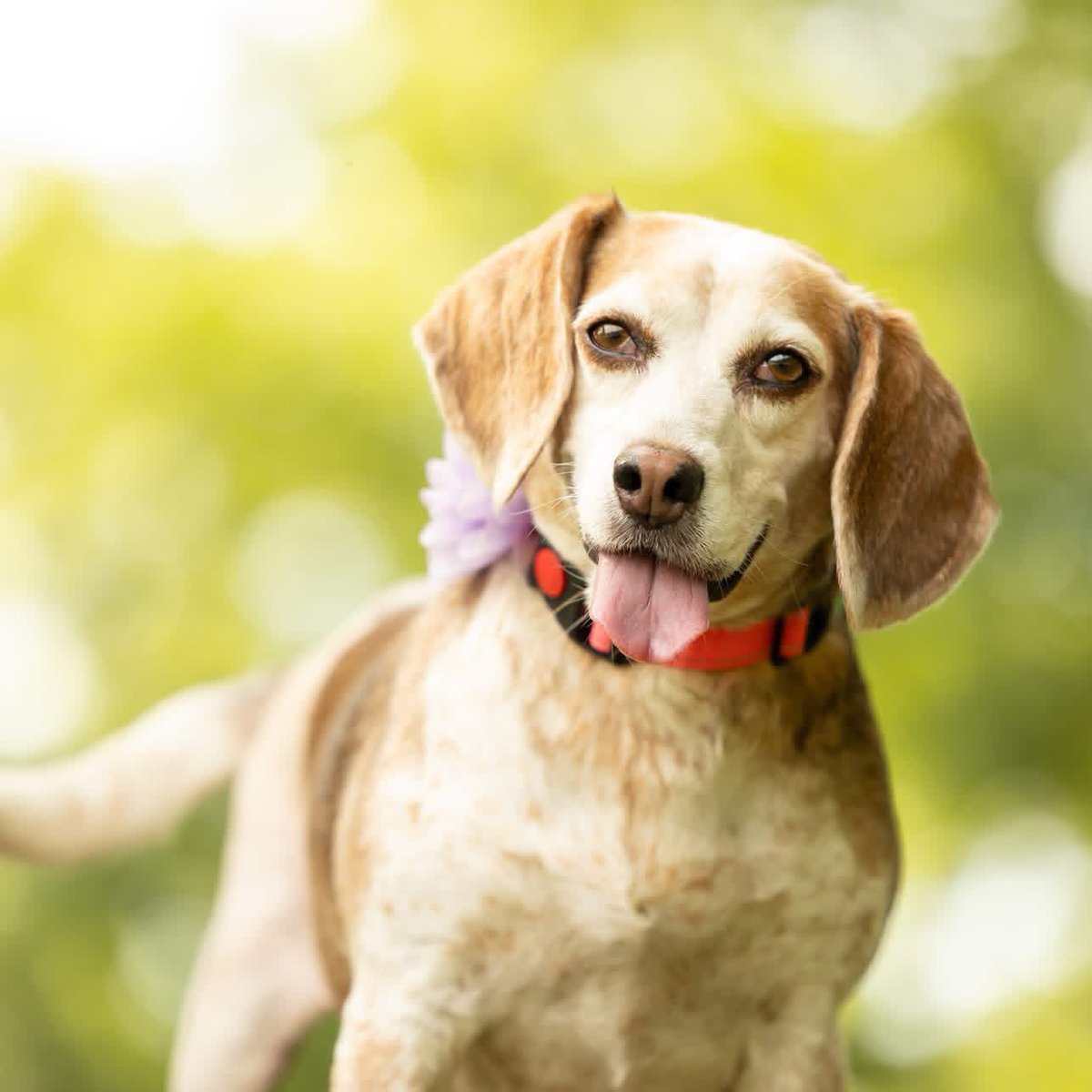 TriBeagles's tweet photo. Adoptable beagle of the day-Gracie! https://t.co/ULrcsKb83W https://t.co/uXUI7HttHB