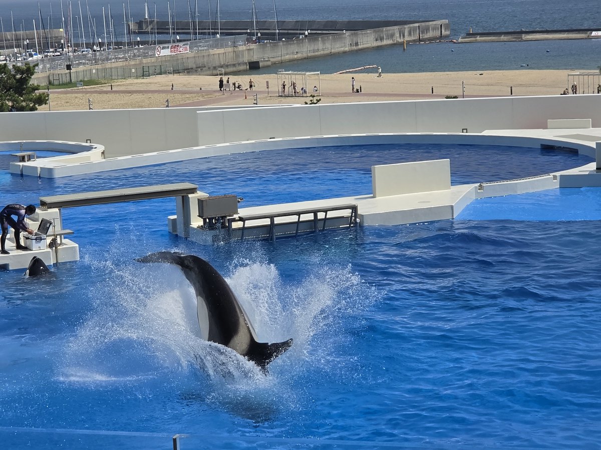 bucha1227's tweet photo. ��族館大好き https://t.co/IYObQIB0eg