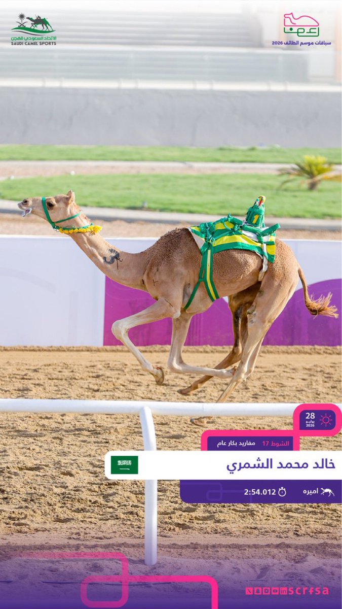 v_jhkk's tweet photo. اميره لـ خالد محمد الشمري صاحبة نقطه في سباقات موسم الطائف2026 
تصدير ميدان تبوك العلياء سابقاً
 مشريه من ممدوح عطالله الضيوفي العطوي 
الاب سراب لـ سالم محمد الضيوفي
الام العلياء 
#رايد_الضيوفي #تبوك #هجن_تبوك #سابقات_موسم_الطايف #السعودية https://t.co/PfVRLbewck