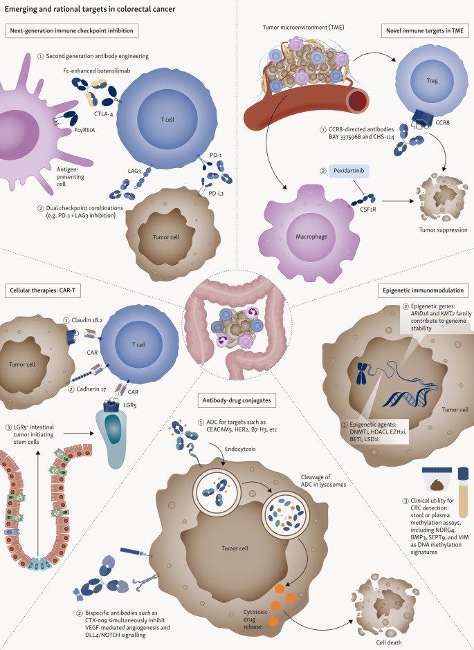 DraMartinezLago's tweet photo. 🧬 MSS colorectal cancer

🎯 Precision oncology beyond RAS/RAF

💊 ADCs &amp; bispecifics
🛡️ TME-targeted strategies
🧬 CAR-T and DDR approaches
🤖 Spatial profiling + AI

🔗 https://t.co/fXwR8KZ6en

@OncoAlert https://t.co/Ztf1RRHYcO
