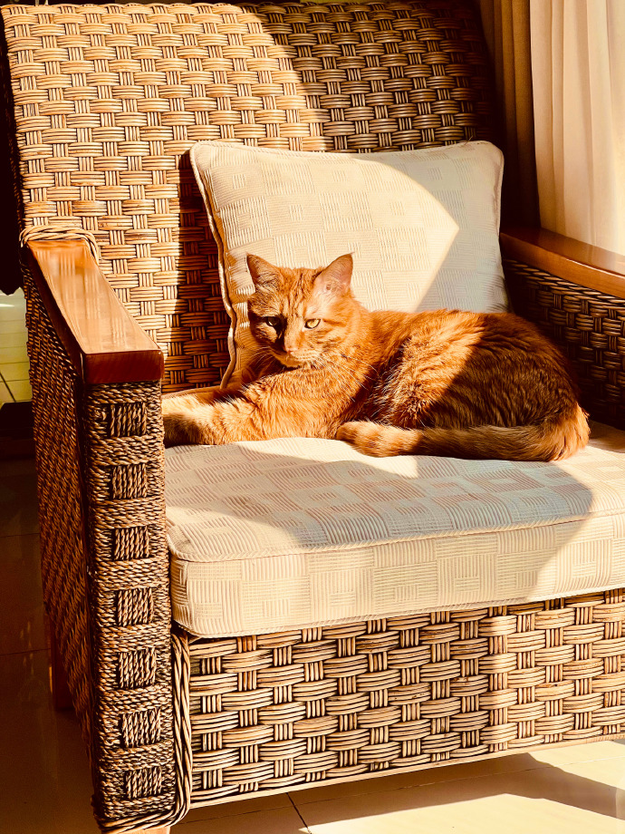 OkRipponwlm's tweet photo. 刚把暖乎乎的饭菜端上桌，爸妈正给我夹最爱吃的排骨，猫蜷在脚边打呼，窗外的晚风都裹着软乎乎的烟火气～， https://t.co/p4lkDE0CmQ