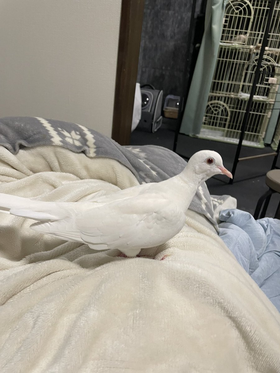 にゅう🕊 tweet media