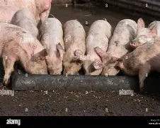 JungleBall_2's tweet photo. South Carolina Rep. Bruce Bannister, Harvey Peeler, and the rest of the South Carolina legislative pork machine just proved once again they can’t quit the trough.
After last year’s brief, self-congratulatory “pause” on earmarks, because even they admitted the process had ballooned into hundreds of millions of unvetted, last-minute handouts for local pet projects, nonprofits, and district favors, the same people who claimed they needed to rein it in are now setting aside $377.7 million in a special fund so a new “super conference committee” can dole it out later in the fall.
House Ways and Means Chairman Bruce Bannister (R-Greenville) and Senate Finance Chairman Harvey Peeler (R-Gaffney) led the negotiators who engineered this. 
The House had pushed roughly $315 million in requests; the Senate around $130–150 million. Rather than actually decide which projects deserve taxpayer money based on statewide priorities, they punted the entire pile to a future closed-door (or barely public) process while trading away two-thirds of the Senate’s proposed expansion of the senior homestead property-tax exemption. Seniors get a watered-down $75,000 exemption instead of $150,000, legislators keep their “community investment” slush fund.
This is the same legislature that used to keep the entire earmark process secret under Mark Sanford, Nikki Haley, and early Henry McMaster, lawmakers didn’t even know if their requests survived until an agency called offering an oversized check for a photo-op. 
Gubner Henry McMaster forced some sunlight, but the culture never changed. Conference committees still spend weeks negotiating in private, then stage a couple of hours of public theater. 
Now they invent a “super” version of the same failed process because, supposedly, House members don’t understand Senate earmarks and senators don’t understand House ones. That’s their job. It’s literally what the regular budget conference committee exists to do.
Treating public money as individual legislators’ property to be divvied up by chamber (two-thirds House, one-third Senate, or whatever ratio makes the vote-counting work) is the definition of pork. Legitimate local infrastructure or needs should compete on the merits in the open, not survive because a powerful chairman needs to buy support for the rest of the budget. 
Bruce Bannister’s claim that the extra time will let them “better decide which earmarks to fund and which to toss” is pure theater. We’ve heard this before. The process remains designed to protect the practice, not reform it.
South Carolina taxpayers just watched their legislature delay a budget past the start of the fiscal year, hold the state under a continuing resolution, and then congratulate themselves for a “compromise” that keeps the bacon sizzling. 
Same names, same game, just a new bureaucratic con-job.
