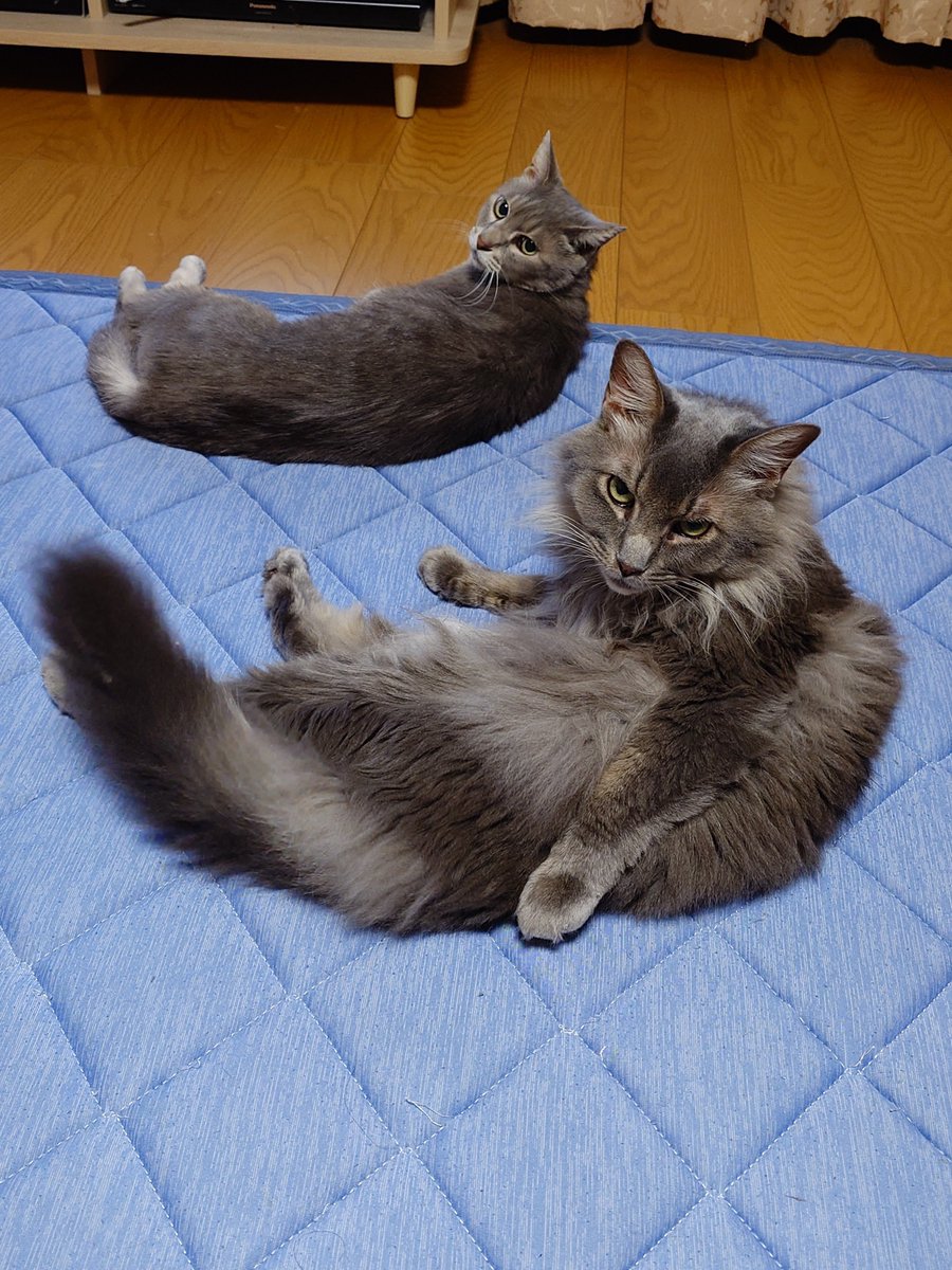 leontoissho's tweet photo. 今日は何歳かわからないけど、お誕生日でしたw

祝う気持ちの無い顔してる猫🐱と、特別な日の焼肉屋さん、近所の社長さんからのお花🌼

ありがとう💐

また1年頑張ります🍀 https://t.co/GrpUJppKqB