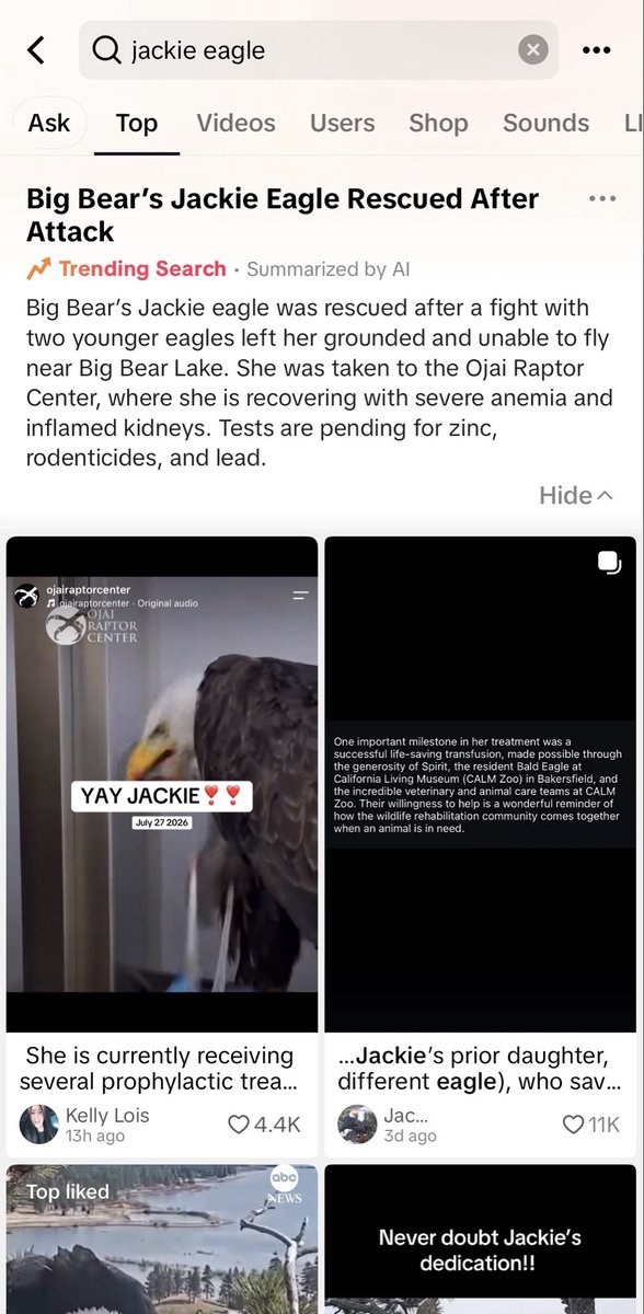 thurmOSHI's tweet photo. $JACKIE the eagle is not only viral on x and instagram, but also on tik-tok.

she has thousands upon thousands of people on her side, pushing for her recovery. 

we’ll see how this story ultimately plays out for our famous eagle fren. 

🦅 https://t.co/sIRR3qVf1W
