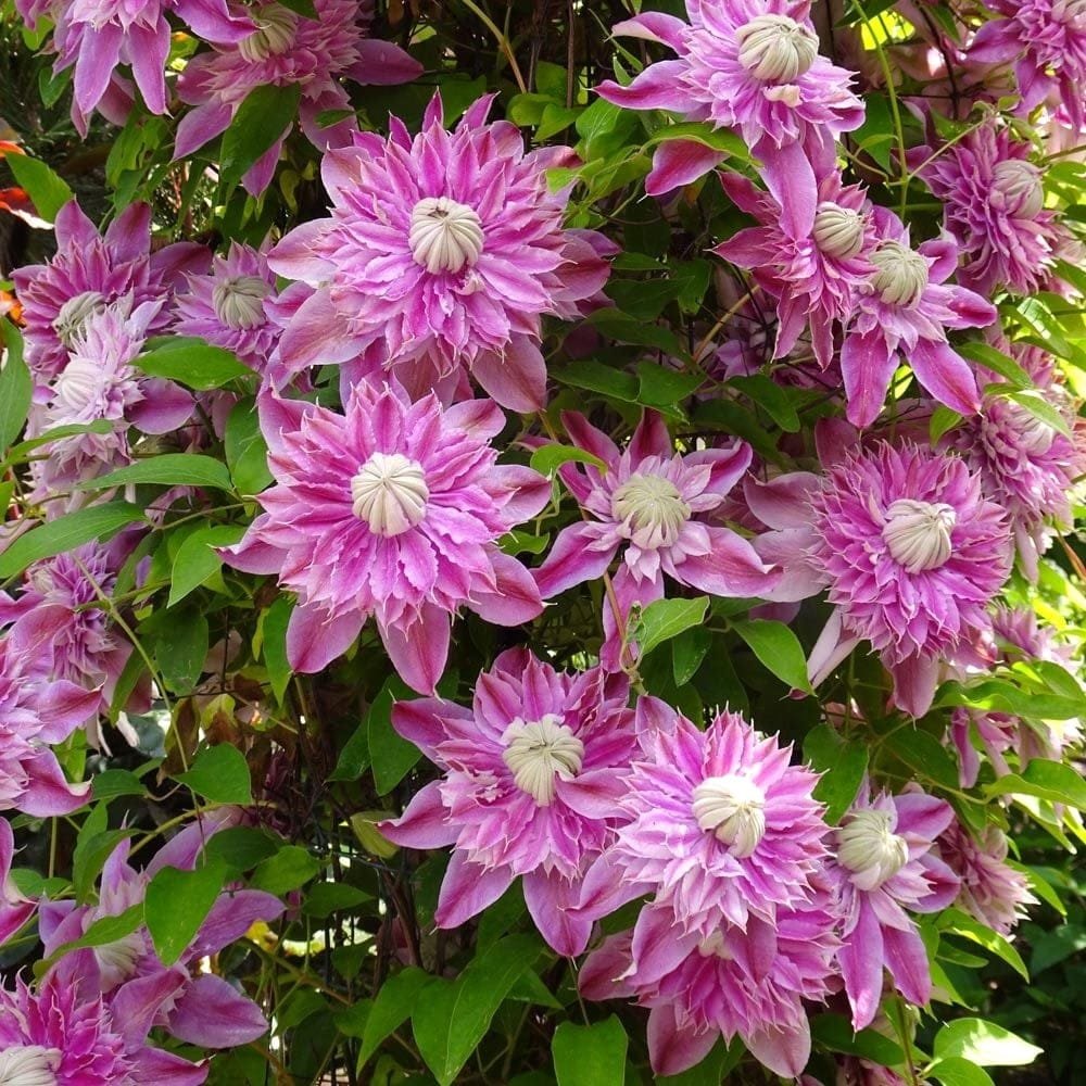 Virginia1Gina's tweet photo. @LiseEll39743275 🌿 Thank you very much for sharing, dear Lise! 🩷
#Clematis 'Josephine Regal' looms in two main waves – first in May-June on old wood, and then again in August-September on new growth of the year. This double flowering makes it highly valuable for continuous garden decoration. https://t.co/TXrka0ZimZ
