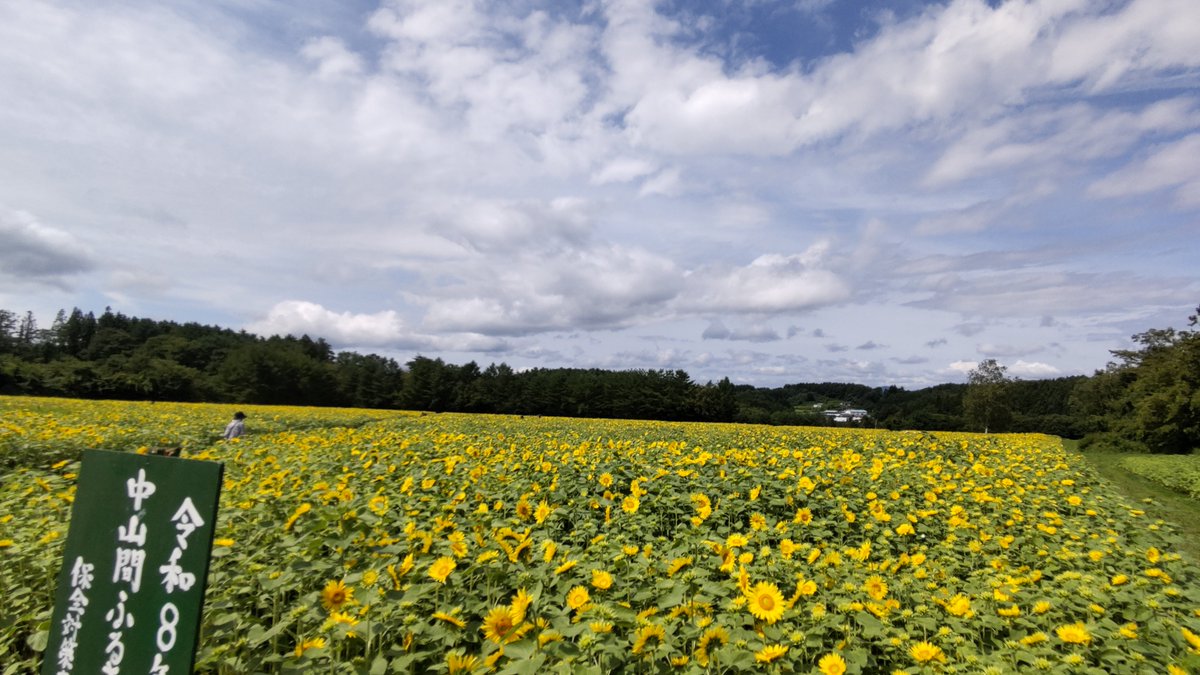 awashimas's tweet photo. こんばんは、八戸市南郷にあるヒマワリ畑に行ってきました。まだ 少し早目かなという感じで来週以降が見頃になりそうです。 https://t.co/AD98nWRTCu
