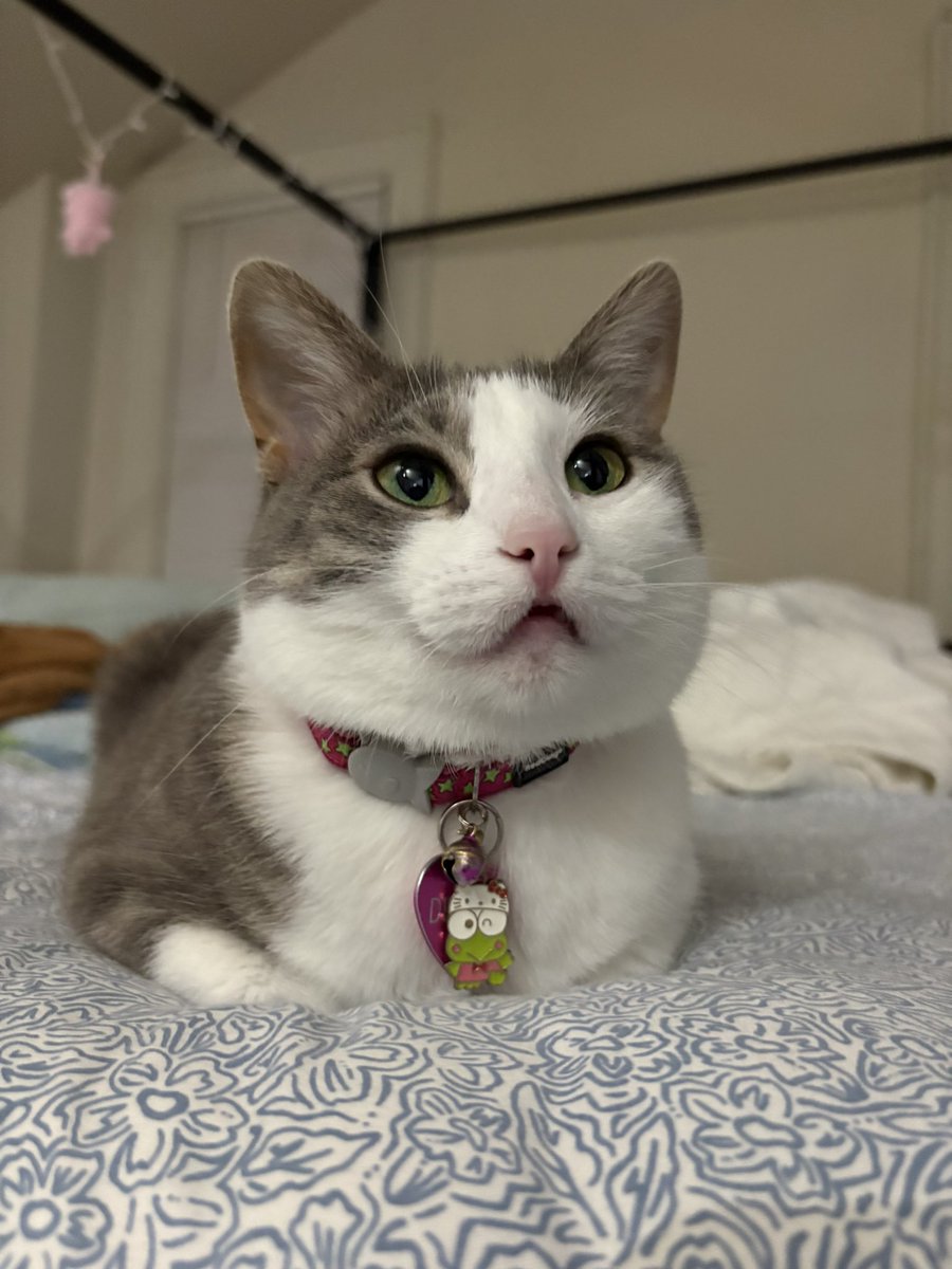 dew3ycat's tweet photo. oh my… what a nice loaf you make! https://t.co/EKMxuRyaQE
