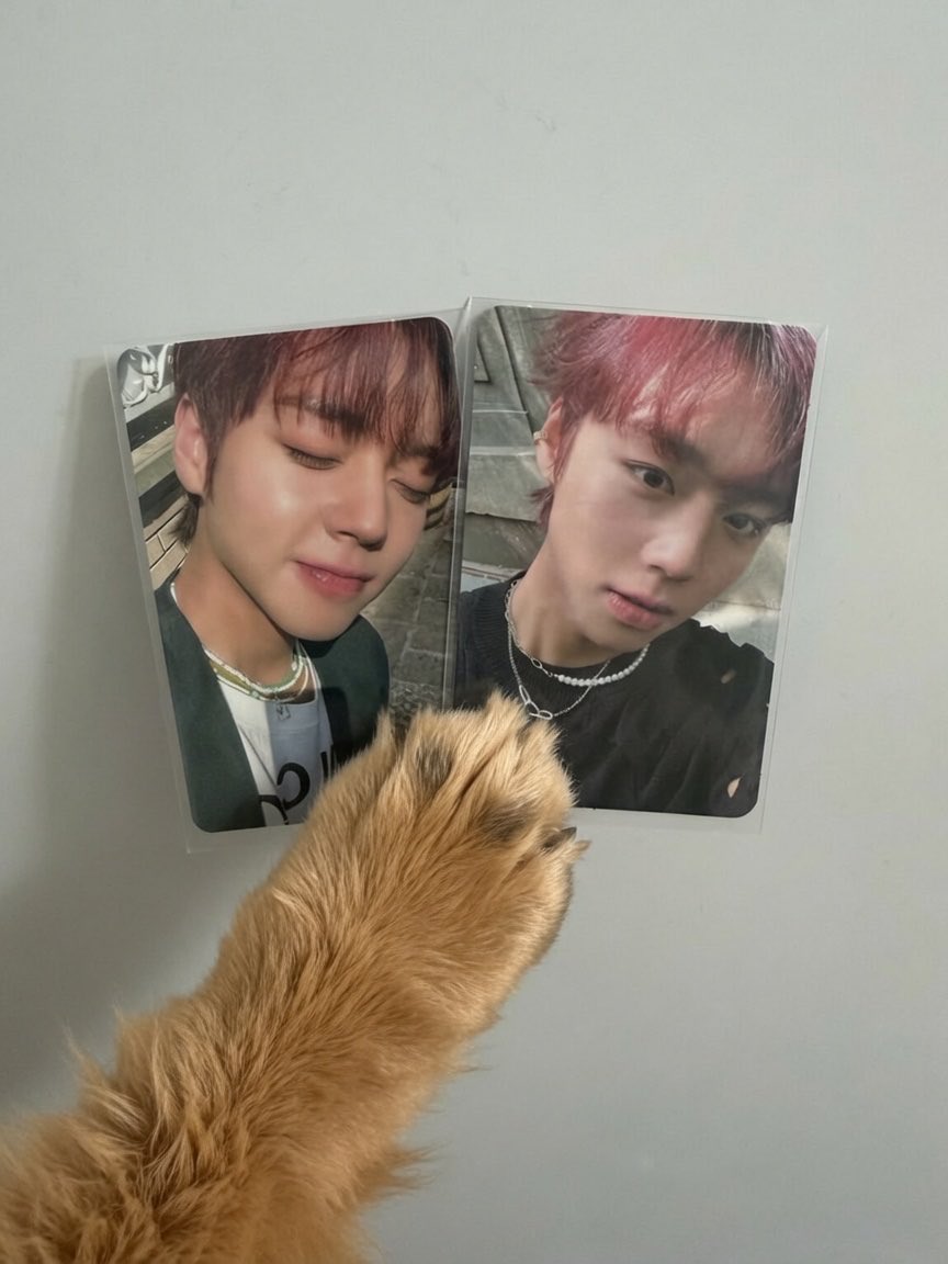jihoon_5_29_'s tweet photo. 지훈이가 좋아서 여는 이벤트 ⭑.ᐟ

#RT + #팔로우 해주시는 한 분께 모옹이 인형과 나이트로 포카 2장을 드려요 ♡

ᕱᕱ 일회성 괄 x (당첨취소)

ᕱᕱ 당발 (모옹이 배송 온 후에 할게요 8월 중순쯤)

ᕱᕱ 메이인증 받아요 (되팔기 금지)

ᕱᕱ 배송비 제가 부담해요 국내주소 한정

ᕱᕱ 참저삭 https://t.co/ykzW6WSn4F