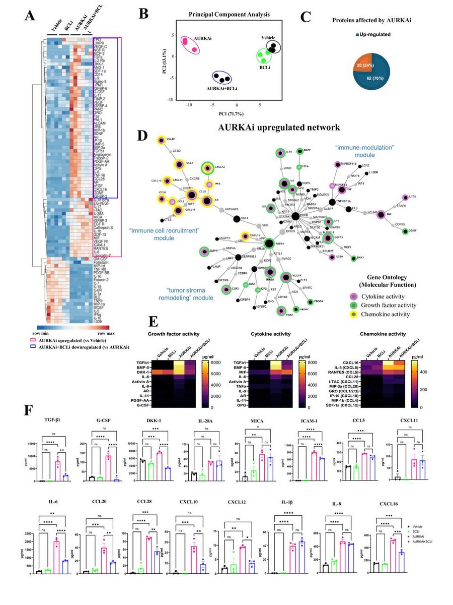 OhioStatePIIO's tweet photo. New research featuring the #PIIO members @QinMaBMBL, @avilgelm & team suggest that senescence, specifically when induced by #Aurora_kinase_A inhibitor (AURKAi), can be harnessed to promote effector cell engagement in #immune_cold_tumors, thereby enhancing responsiveness to #cell_therapies. Check it out: https://t.co/dF6wN0Vp6K