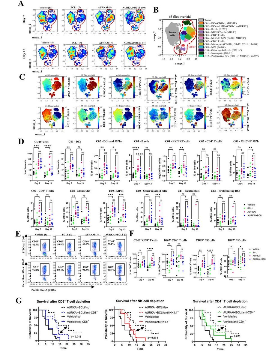 OhioStatePIIO's tweet photo. New research featuring the #PIIO members @QinMaBMBL, @avilgelm & team suggest that senescence, specifically when induced by #Aurora_kinase_A inhibitor (AURKAi), can be harnessed to promote effector cell engagement in #immune_cold_tumors, thereby enhancing responsiveness to #cell_therapies. Check it out: https://t.co/dF6wN0Vp6K