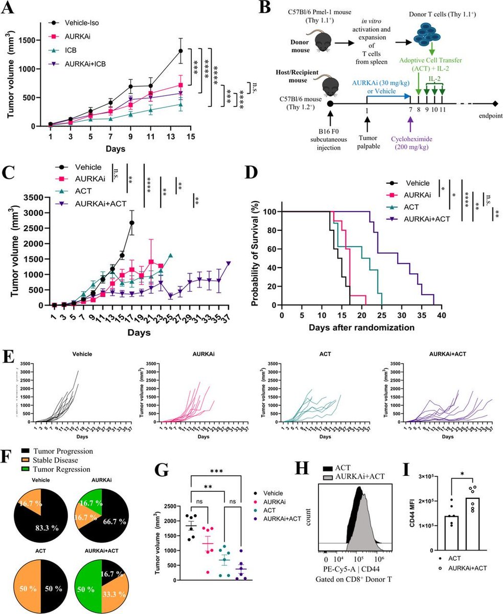 OhioStatePIIO's tweet photo. New research featuring the #PIIO members @QinMaBMBL, @avilgelm & team suggest that senescence, specifically when induced by #Aurora_kinase_A inhibitor (AURKAi), can be harnessed to promote effector cell engagement in #immune_cold_tumors, thereby enhancing responsiveness to #cell_therapies. Check it out: https://t.co/dF6wN0Vp6K