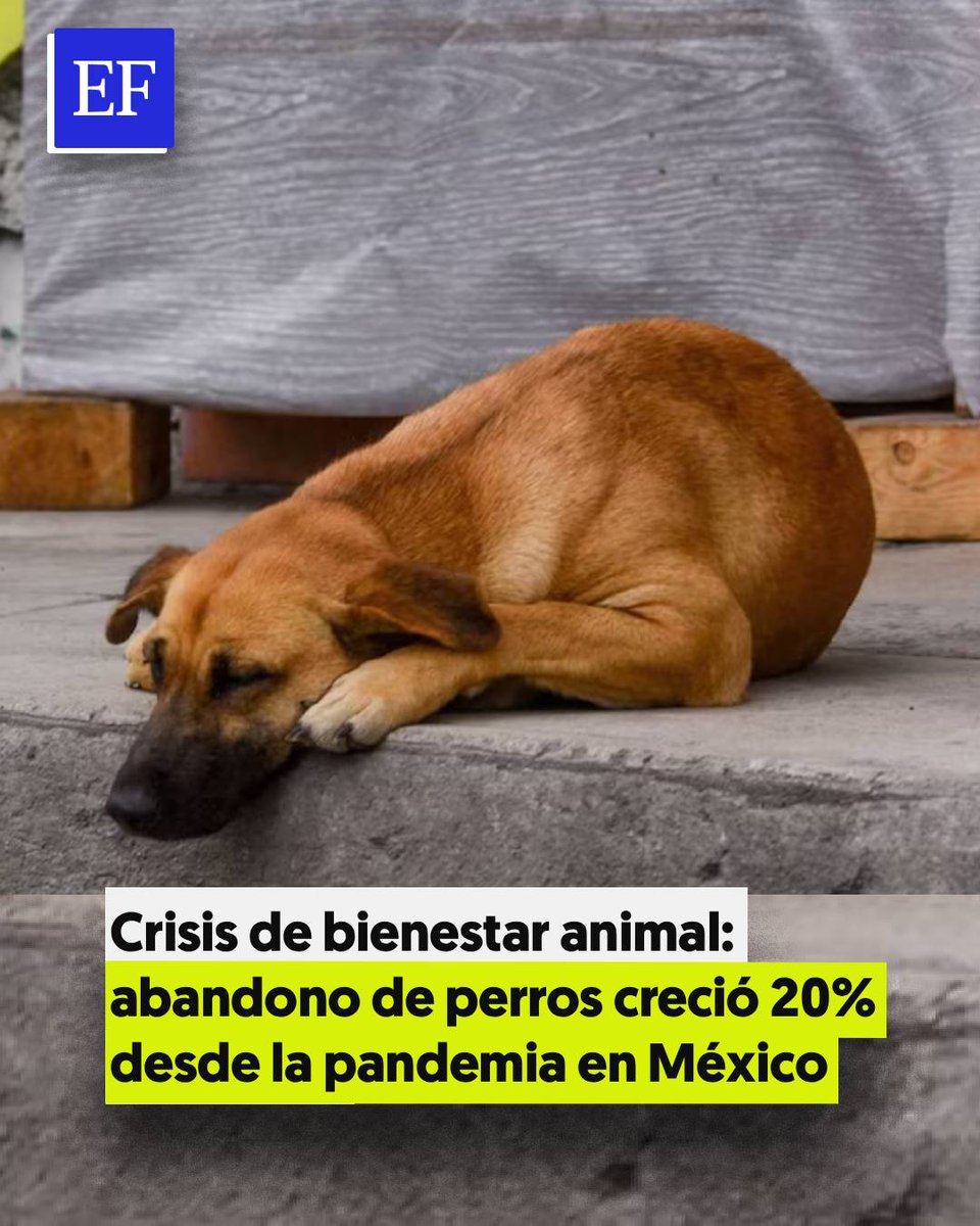 ElFinanciero_Mx's tweet photo. 🐕❌ #México, #Brasil y #Argentina registraron un aumento del 20% anual en el abandono de perros desde la pandemia de #Covid19, lo que representa un problema de salud pública en estos países

https://t.co/WYhUZCeD3o https://t.co/8QW19sSLeJ