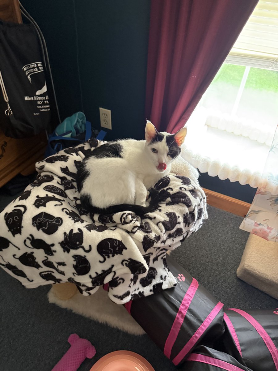 TheSprinklesCat's tweet photo. Gonna be rainy π§ wif possible heavy downpours in the next couple of days! I'm not happy! I'm sticking my tongue out to Mother Nature! I love the sunshine π! Hope mew have a purrfect #TongueOutTuesday! #Cowcat #CatsOfTwitterX #AdoptDontShop #StaySafeFurrends https://t.co/dz8CNDtCrz