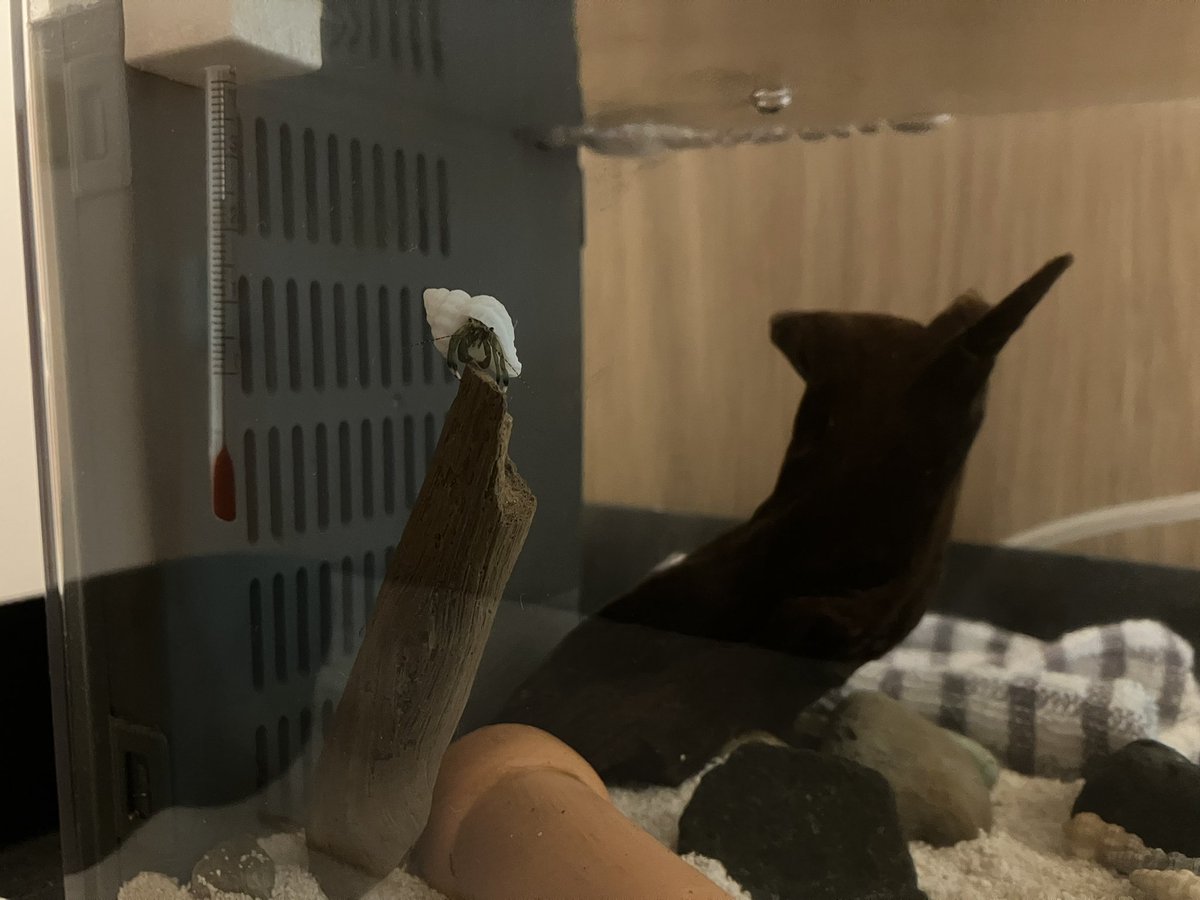 01tdmi's tweet photo. ヤドカリいつもこうやって寝てる
変なのー　かわいい https://t.co/oSoffMLFiC