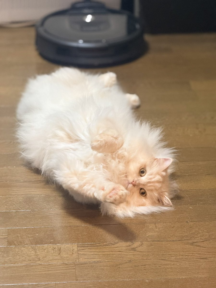 nailaurora's tweet photo. 不安な夜ですが
ふわふわねこをごらんください
あなたの心にすべり込むねこです https://t.co/td3MCjA4xg