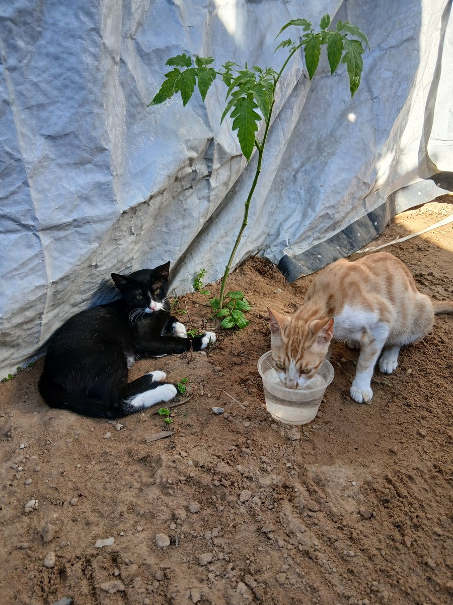 Lawyer_Animal1's tweet photo. Today I must shop for the cats! We absolutely have to keep them healthy and strong if they are to defend the camp against rats. 

The rodent situation in Gaza is beyond serious but I can report that the difference in the camp is noticeable since we have been caring for these cats!

Please make a donation, large or small to feed the cats today!

https://t.co/vdiNxQiEJv