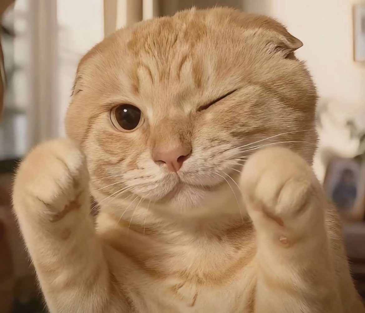 Hajimisoft's tweet photo. @0xHeme From online fan creations to physical storefronts, from cultural influence to real-world consumption, Hajimi continues to enter new spaces and create new value.

Everything is Hajimi.🐱 https://t.co/hd47oFF46J