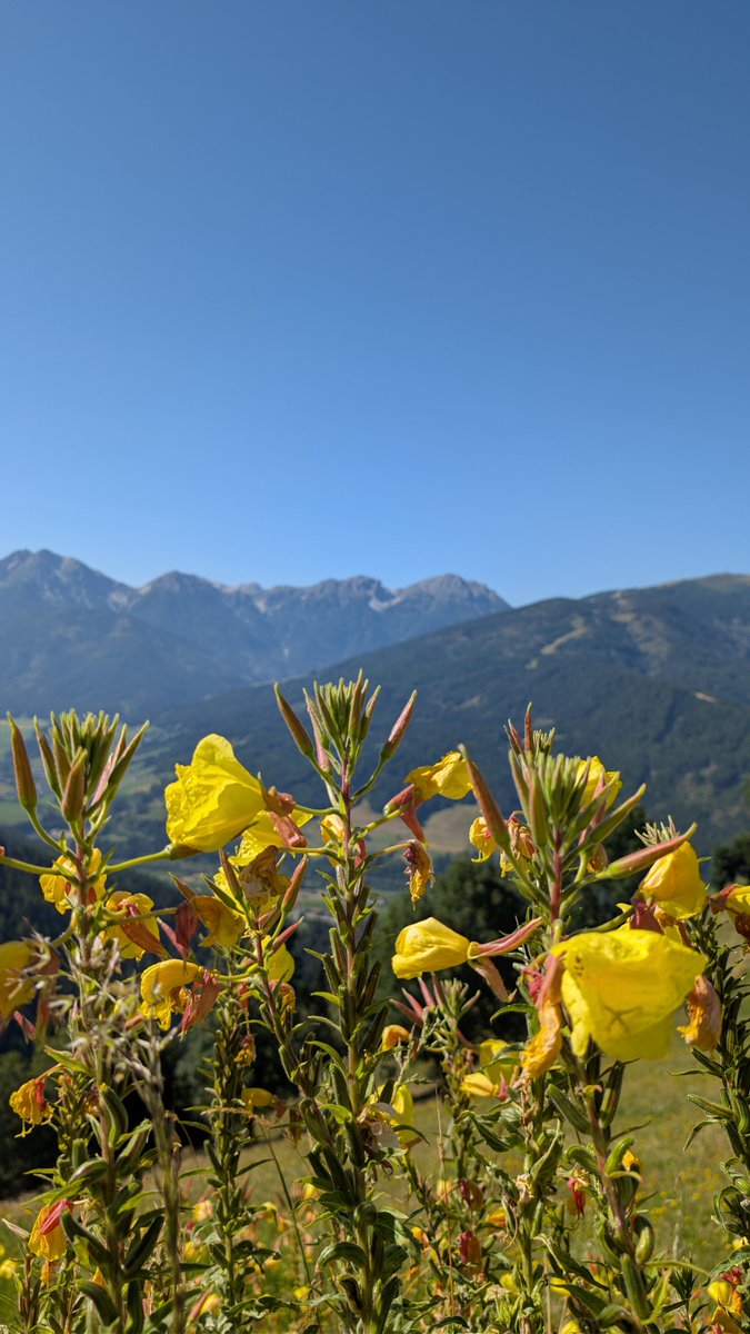 heavenlydemon94's tweet photo. 28-07-26, Alto Adige, Italy
#photograghy #GooglePixel8Pro #details #photooftheday #PhotographyLovers #PhotographyIsArt #NaturePhotography #NatureLovers #Italy #NaturalWonders #NatureBeauty #mountains #dog #DogsLover #FlowersOnX https://t.co/KOJZ4AAp7t