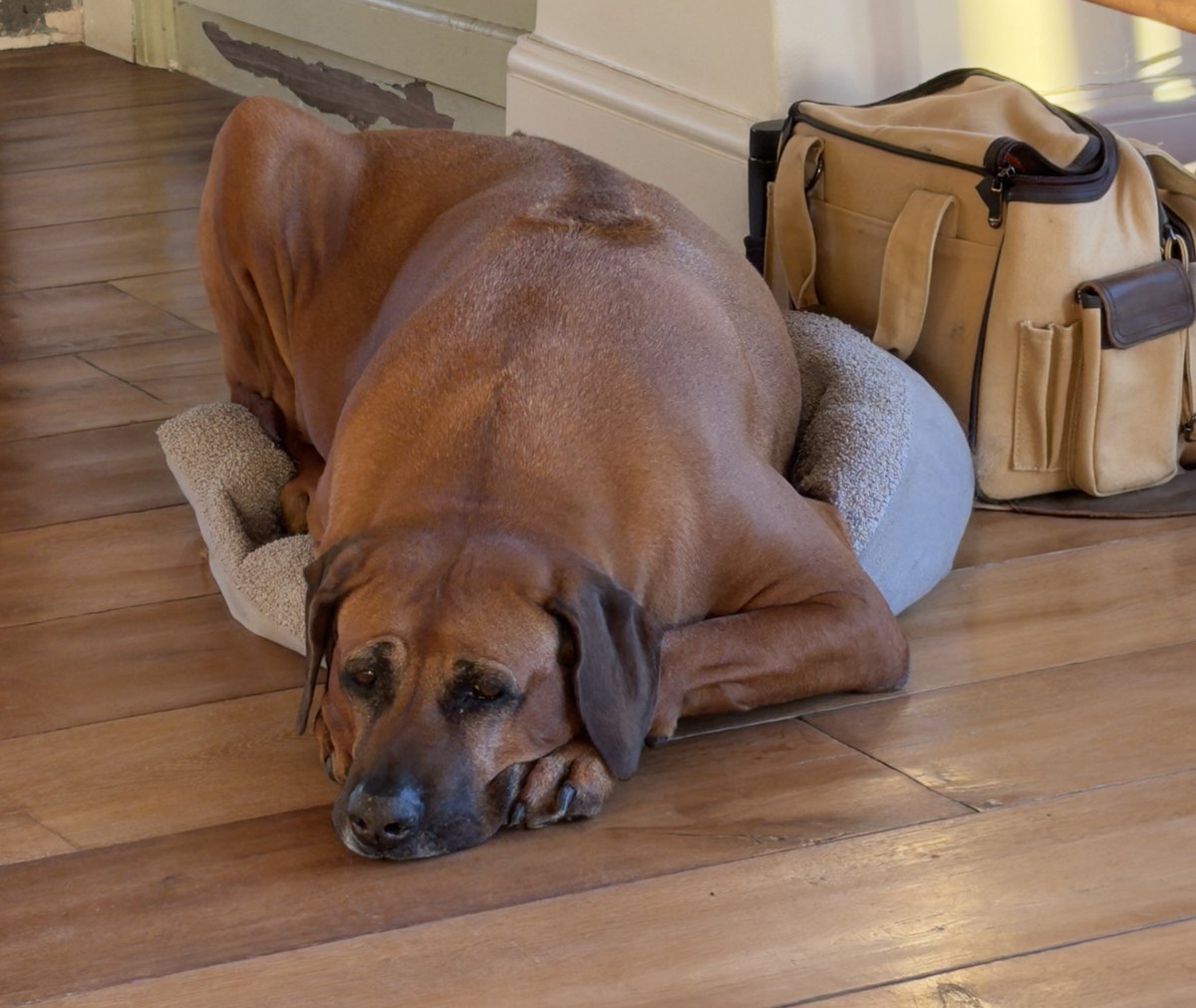 millypod1's tweet photo. 🆘24 JULY 2026 #Lost Sassy #ScanMe
ELDERLY Rhodesian Ridgeback Female
#Towersey Manor Road #Thame #Oxfordshire #OX9
POSS SEEN: #Turville Henley-On-Thames (near the school) #HenleyOnThames
https://t.co/WXWPetPqyh https://t.co/tbwdwwurXX