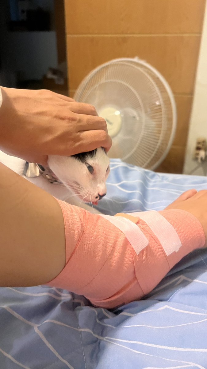 awwwfluffy's tweet photo. น้องเค้ารู้มั้ยคะว่าเราตกบันไดเพราะขนทรายมาให้เค้าขี้ รู้สึกผิดสักนิดได้ไหมคะไม่ใช่จะแทะอยู่อย่าง https://t.co/zUmhsEzHat