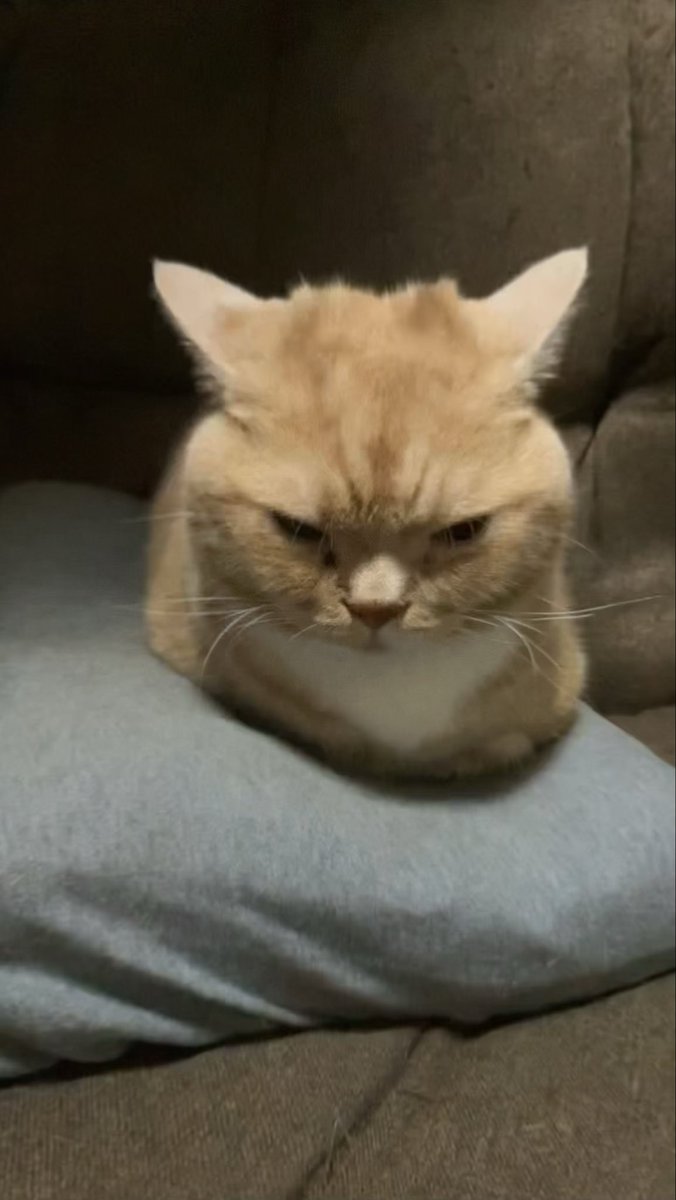 ANANotintin's tweet photo. 迷子になってしまいました見かけた方DMください #猫 #迷子猫埼玉県富士見市鶴馬 https://t.co/LeOsIcmnm5