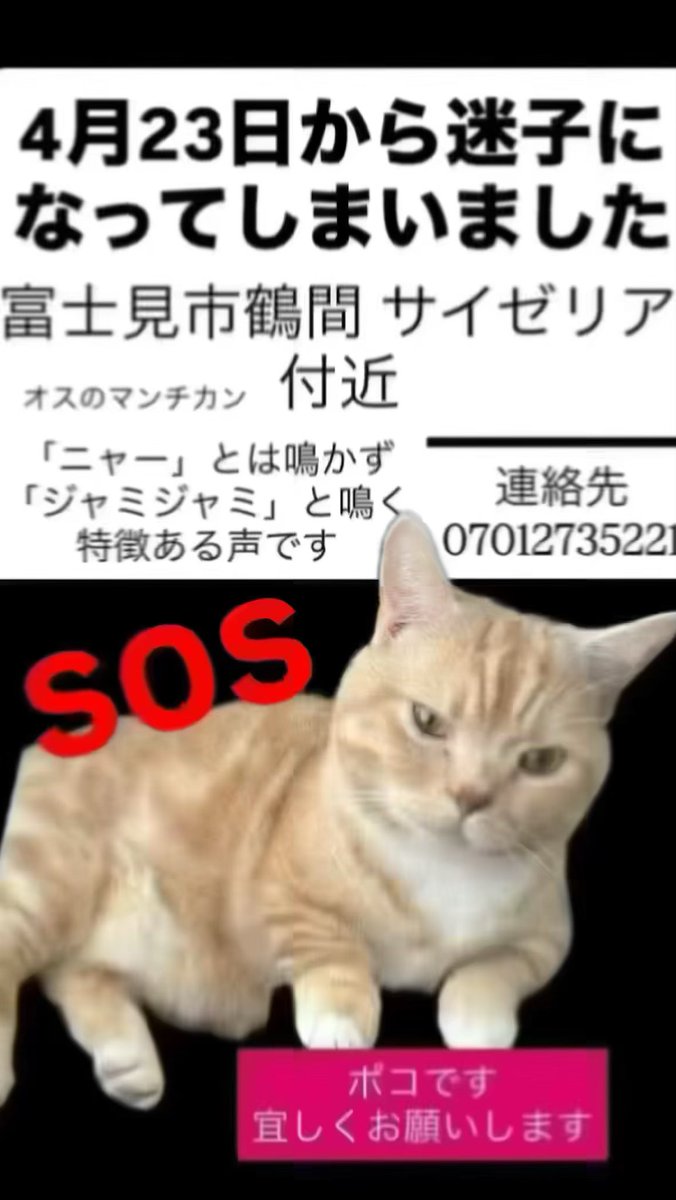 ANANotintin's tweet photo. 迷子になってしまいました見かけた方DMください #猫 #迷子猫埼玉県富士見市鶴馬 https://t.co/LeOsIcmnm5