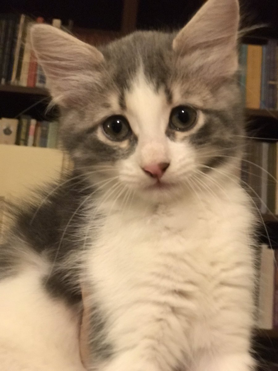 aysunsisik's tweet photo. İki buçuk aylık bu yavrulara ömürlük yuva arıyorum. Üçü de dişi ve tuvalet eğitimleri var. Kuru mama yemeye de başladılar. Sağlıklı ve çok cana yakınlar. Lütfen ama lütfen paylaşır mısınız?🙏🏻🙏🏻🙏🏻@adoptme_TR @kediyuvailan @kedicidergisi @kedikopeksahip @yaltakgurbuz @AyseBKaban https://t.co/sGQARhEAOs
