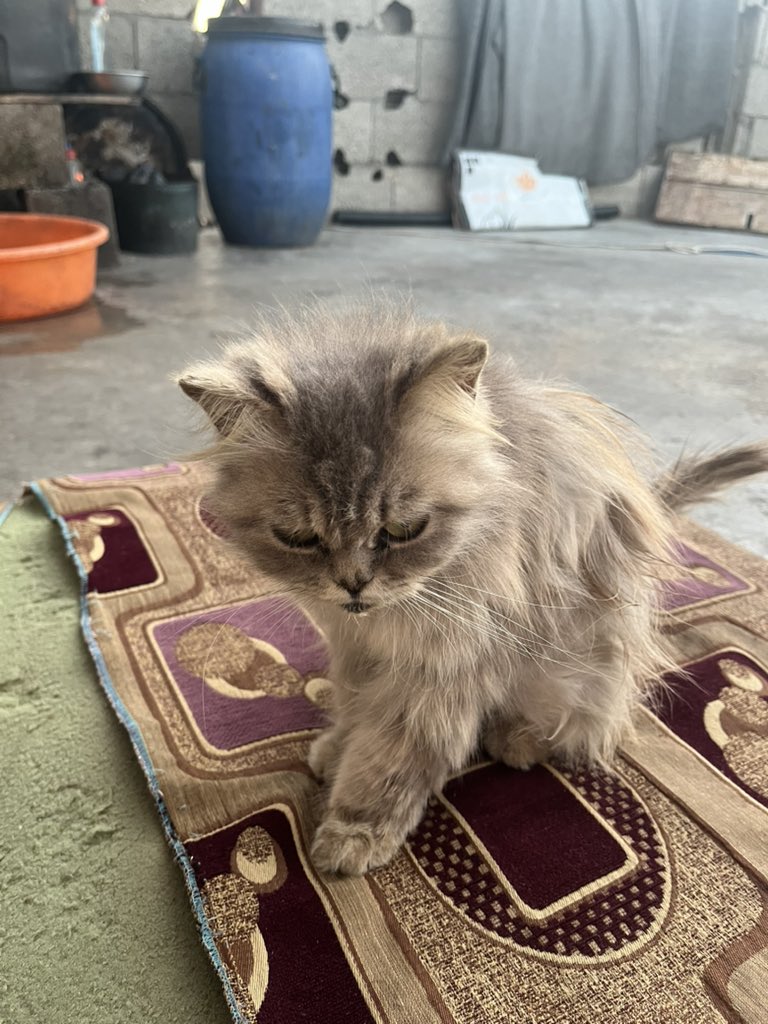 Sharif30Jamal's tweet photo. Lulu the cat is very sick. She needs $144. Please help Lulu 🙏 https://t.co/hw2mxbpRkt https://t.co/UDtuBiRAMI