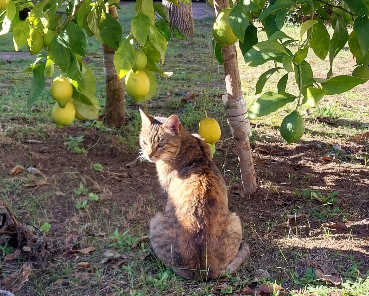 MmeCaterva's tweet photo. El guardián en el limonero

(📷 : gata visitante apodada "La Chica") https://t.co/WVBS0u8YqK