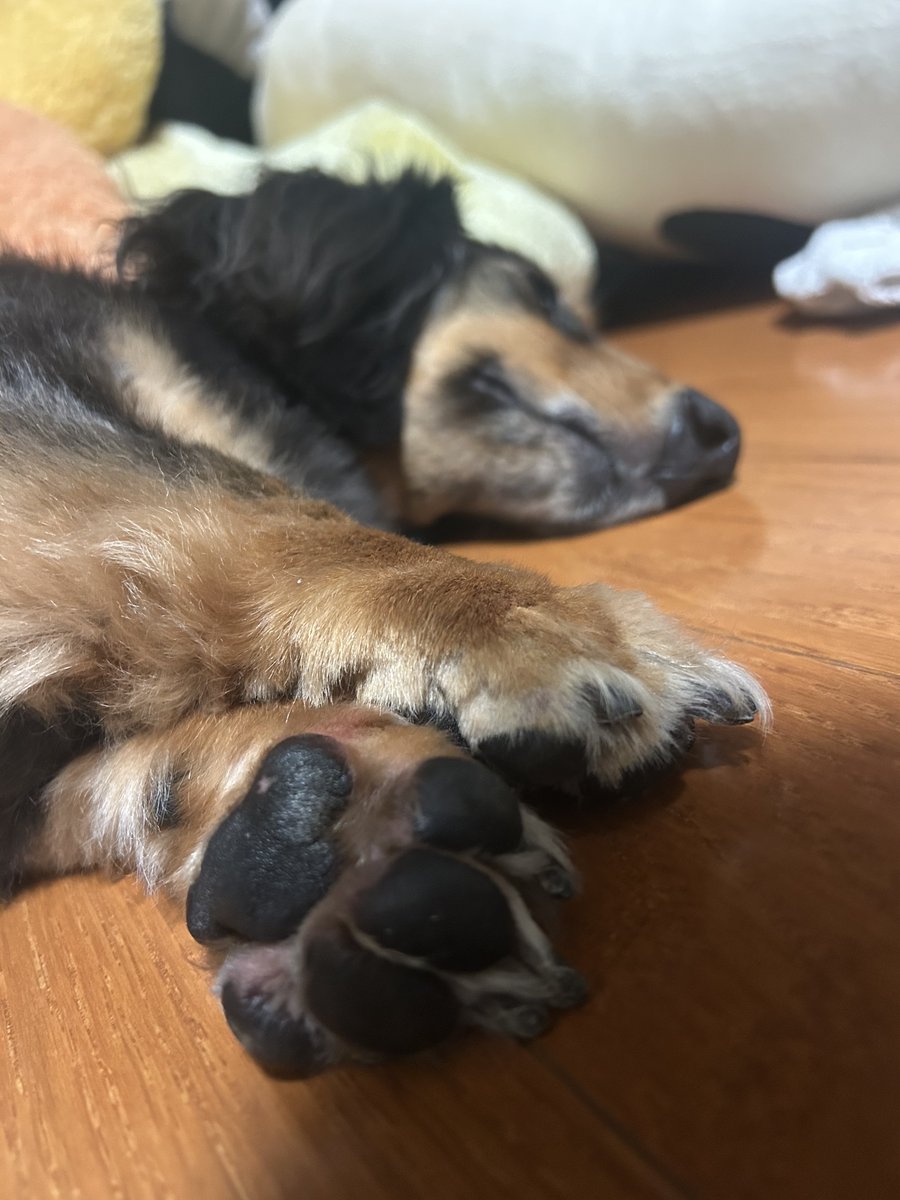 inu_Maru_0823's tweet photo. 犬 https://t.co/g9wMJaANKl
