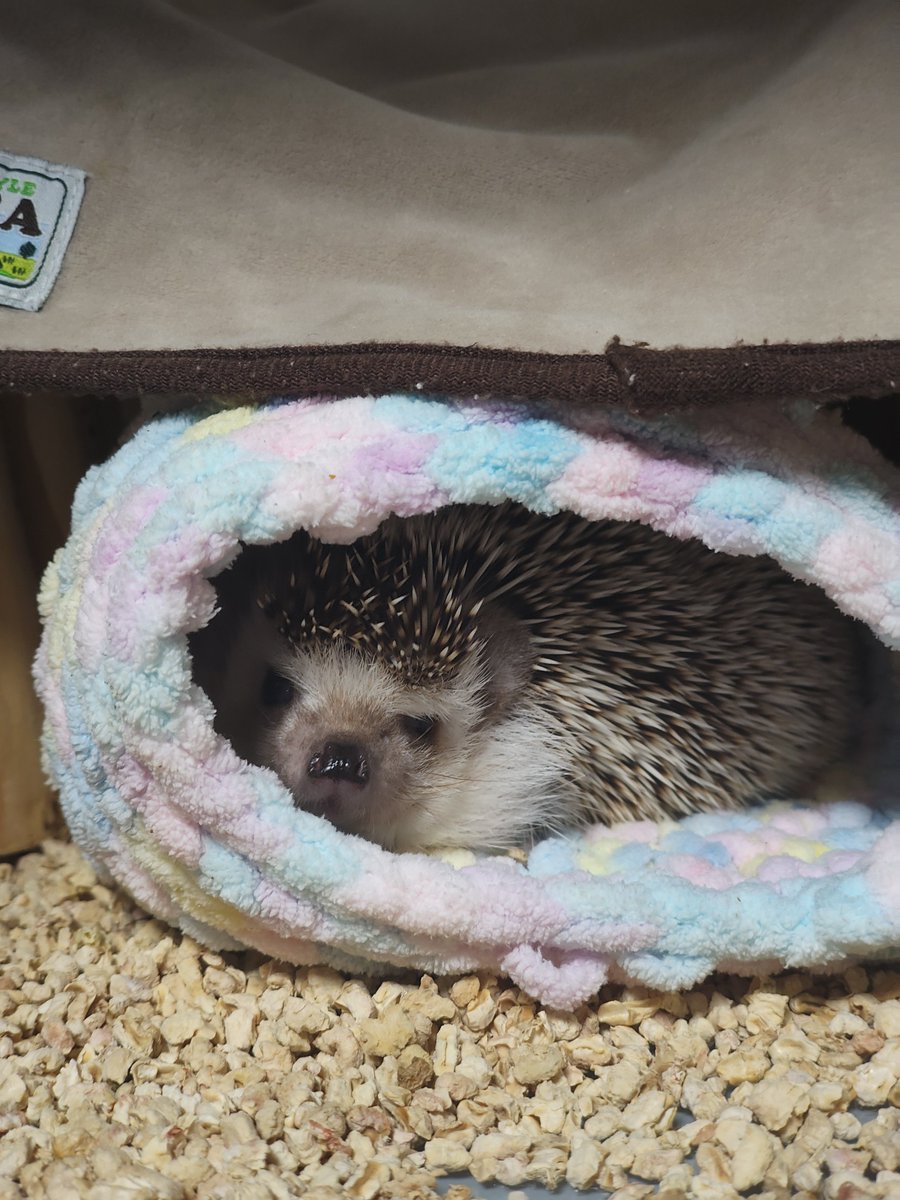Alu9412's tweet photo. あざといねえ🦔 https://t.co/bdM3OvyMDu