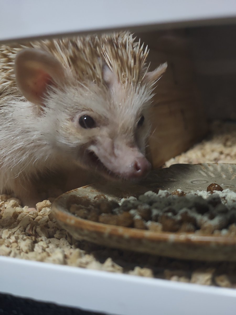 Alu9412's tweet photo. 一方そのころ🦔 https://t.co/xm9qVqnrRJ