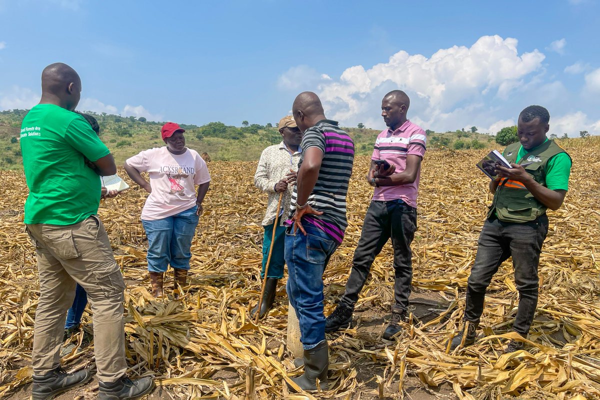 JamesThembo_'s tweet photo. This isn't a #Maize field. It's a Central Forest Reserve 🌳.
Years of encroachment left this forest degraded. 
One of the contributing factors was the lack of clearly defined boundaries between community land and the forest reserve.

Following a boundary verification and reopening exercise by the National Forestry Authority (NFA), the reserve is now entering a new phase 👉restoration. 
Today, we're working with @NFAUG team to develop a roadmap for restoring this landscape🌄
One step closer to bringing the forest back.

@GoodForestsUg is honored to support the @GovUganda  and the @ForestryMgt_MWE in restoring this important forest ecosystem.
We are proud to contribute our expertise to this national effort.