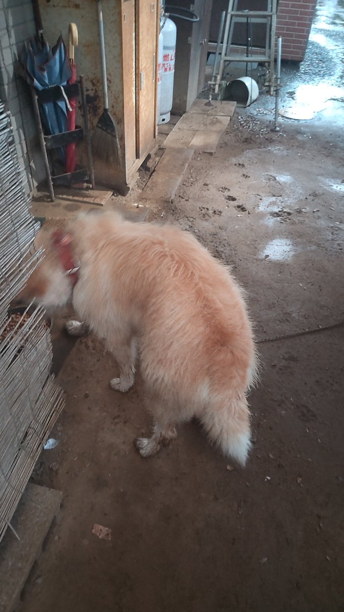 SSr46828430's tweet photo. @shido_kuroneko 大雨ですた🐶
雨避けがあるにも関わらず
勝手口の土間が水浸しですた(;'-')
こんなん滅多にないす…
道路も川ですた… https://t.co/mxcaBejqBy