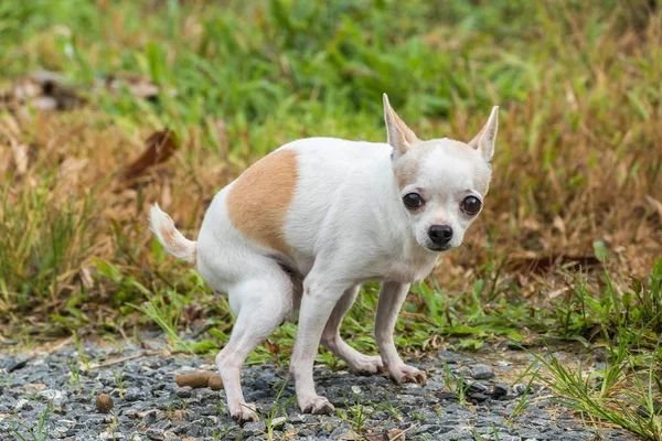 socialholico's tweet photo. Este chihuahua haciendo caca tendrá más likes que este análisis de mierda. https://t.co/7oTG69ylQz